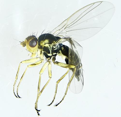 Phytomyza rufipes